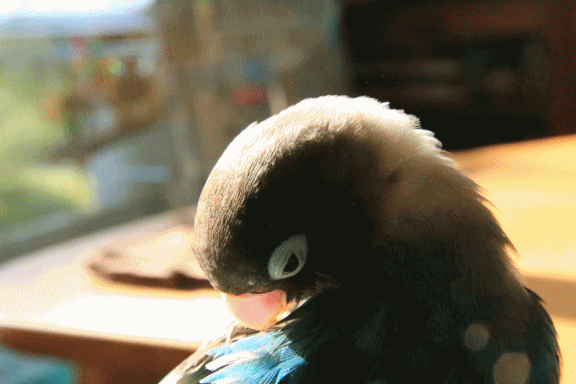 c0145250_10394073.gif