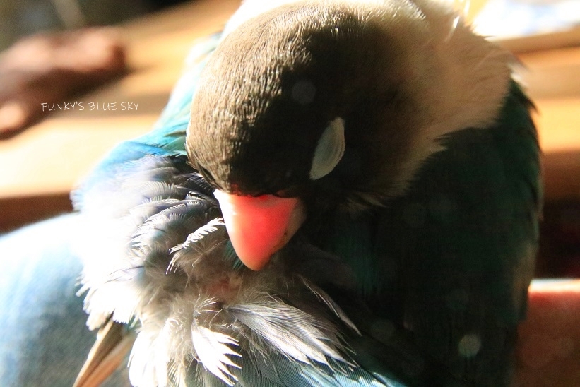 c0145250_10394911.jpg
