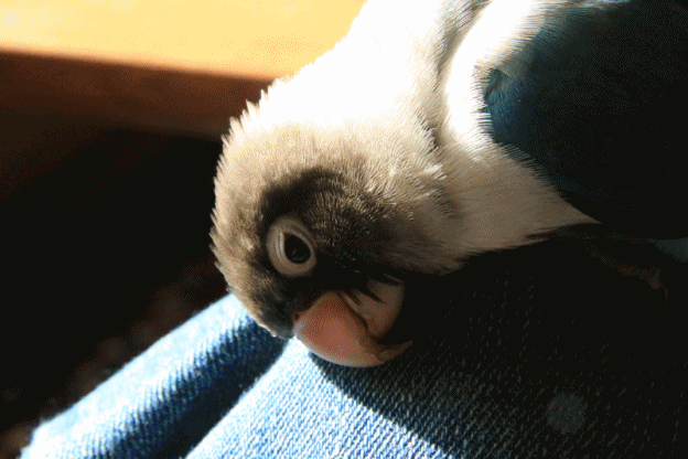 c0145250_10395071.gif