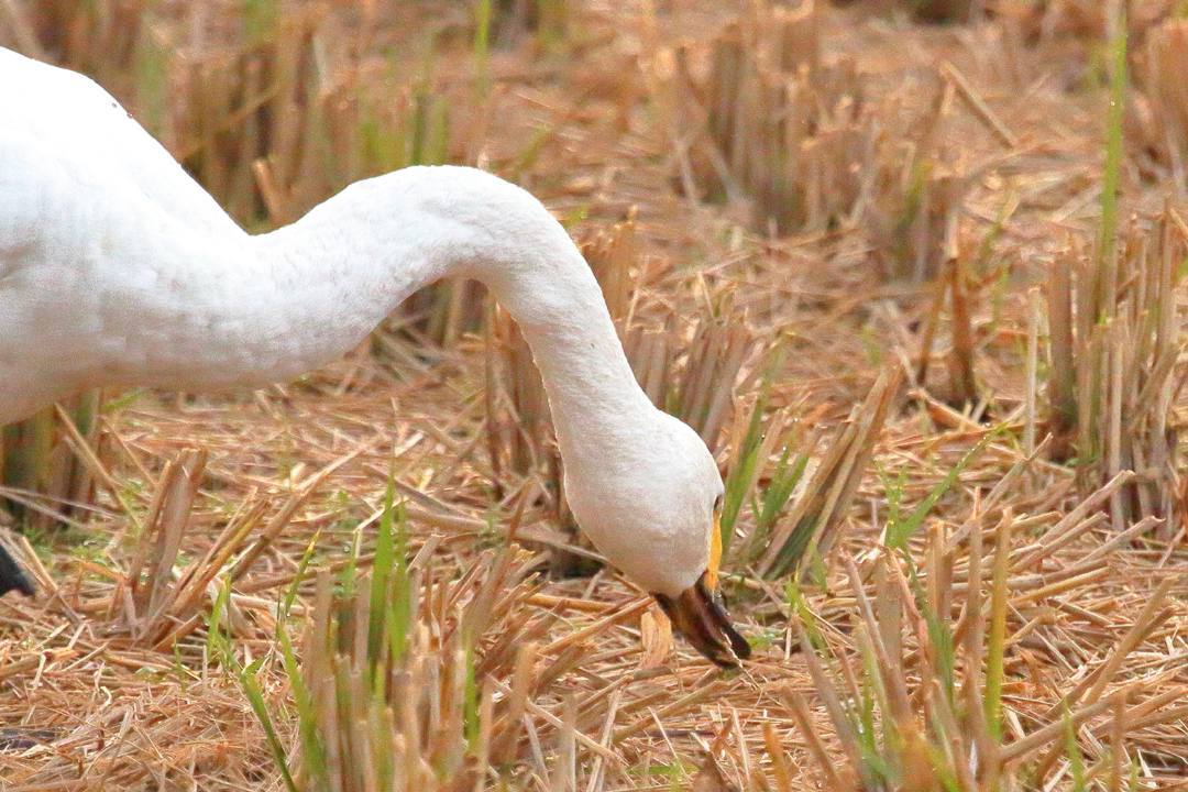 e0403850_21173904.jpg
