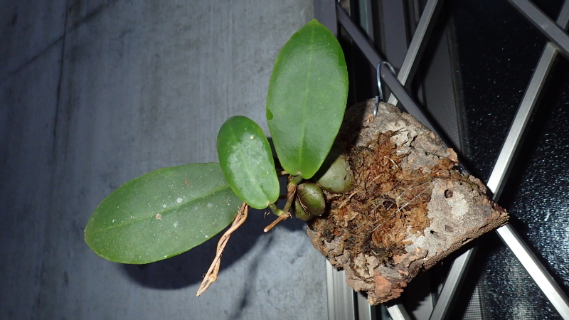 Hoya darwinii Quezon Luzon Philippin : まっけのビザパル