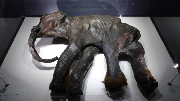 マンモス展@日本科学未来館 マンモスの皮膚、毛、牙、そして生命科学に