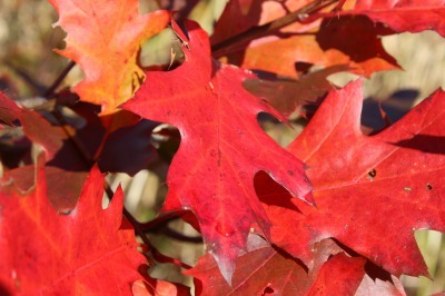 Red Oak_c0353373_17264720.jpg