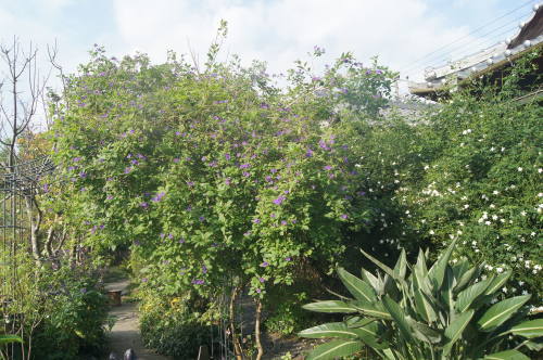 e0181373_22094803.jpg