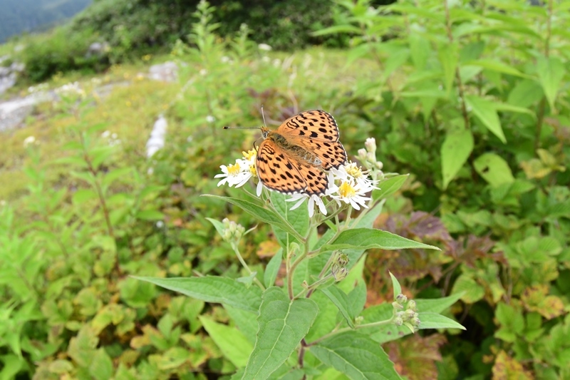 富山出張　コヒョウモンも広角で撮る　Byヒナ_c0343075_20303783.jpg