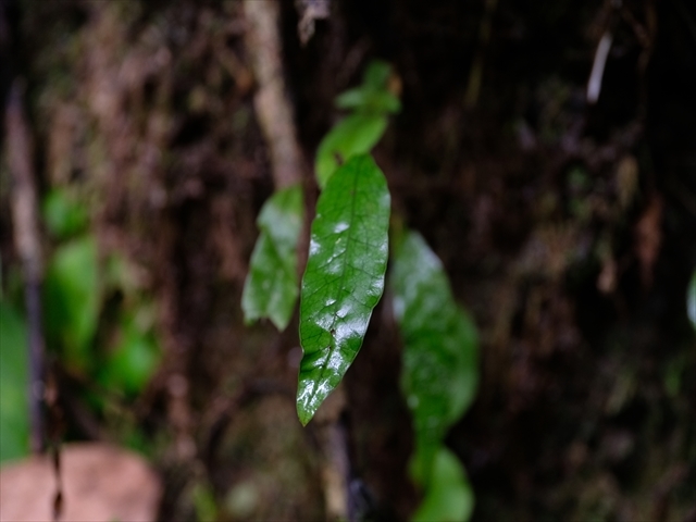 Manado Sulawesi採集紀行 その4(最終回)_a0067578_12184962.jpg