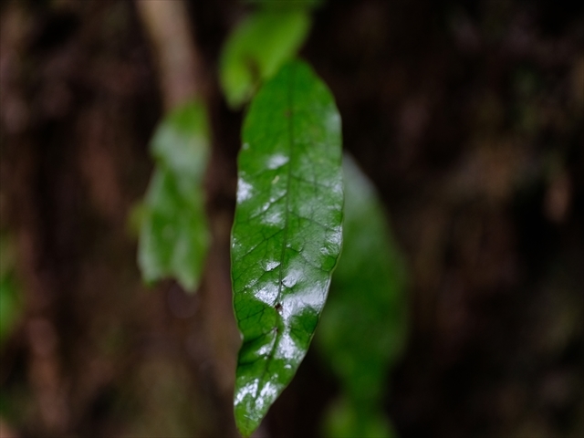 Manado Sulawesi採集紀行 その4(最終回)_a0067578_12190884.jpg