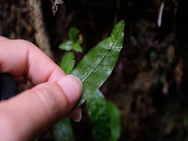 Manado Sulawesi採集紀行 その4(最終回)_a0067578_12192165.jpg
