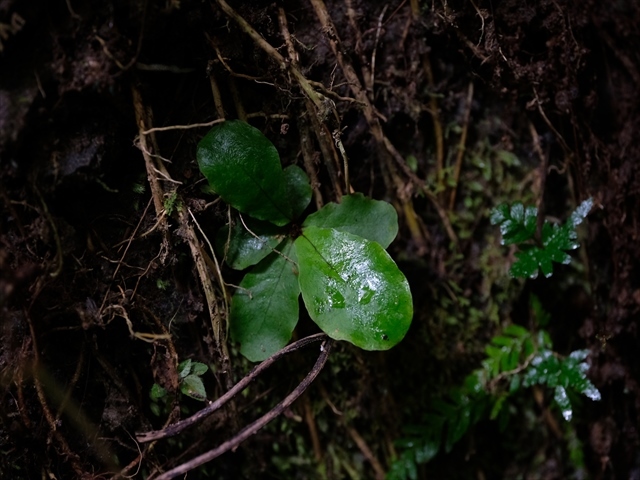 Manado Sulawesi採集紀行 その4(最終回)_a0067578_12200291.jpg