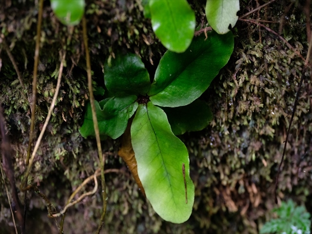 Manado Sulawesi採集紀行 その4(最終回)_a0067578_12200804.jpg