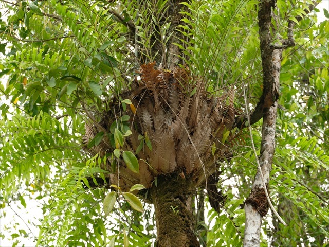 Manado Sulawesi採集紀行 その4(最終回)_a0067578_12205736.jpg