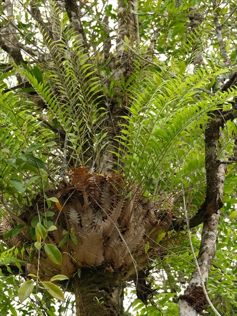 Manado Sulawesi採集紀行 その4(最終回)_a0067578_12211206.jpg