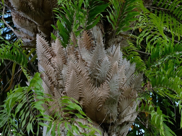 Manado Sulawesi採集紀行 その4(最終回)_a0067578_12212787.jpg
