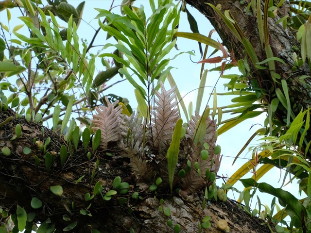Manado Sulawesi採集紀行 その4(最終回)_a0067578_12213612.jpg