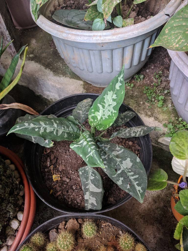 Manado Sulawesi採集紀行 その4(最終回)_a0067578_12284332.jpg