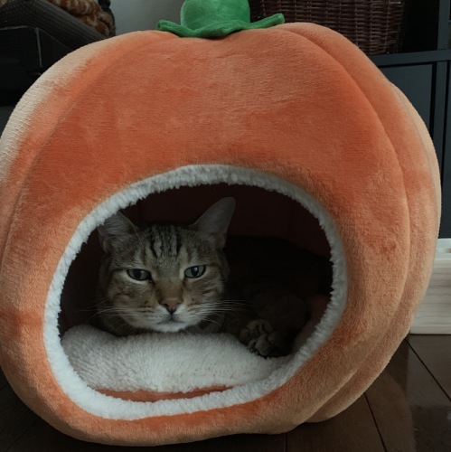 プーのベット_e0358096_16575626.jpeg