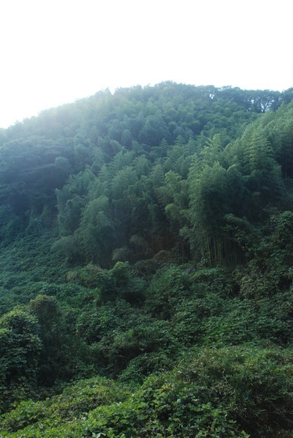 空振りの岡山県製薬のハケ近く。と、感謝の業務連絡_d0359503_16401422.jpg