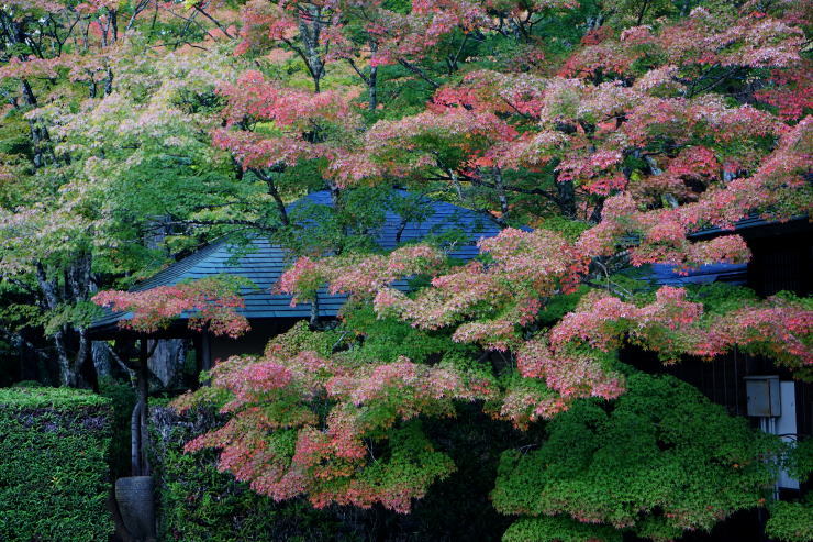 高野山金剛峰寺_a0136507_21404438.jpg