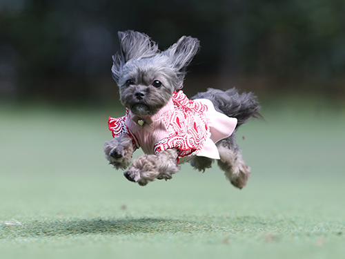 大阪のドッグランフィールドさんで飛行犬撮影会 飛行犬撮影所 Kobe 大阪のドッグランフィールドさんで飛行犬撮影会 飛行犬撮影所 Kobe