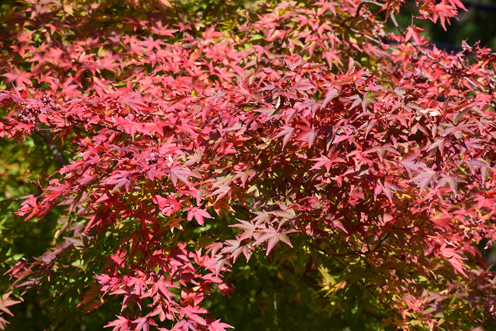 天誅組の足跡を訪ねて。 その30 「龍泉寺(天誅組菩提寺)」_e0158128_21303515.jpg
