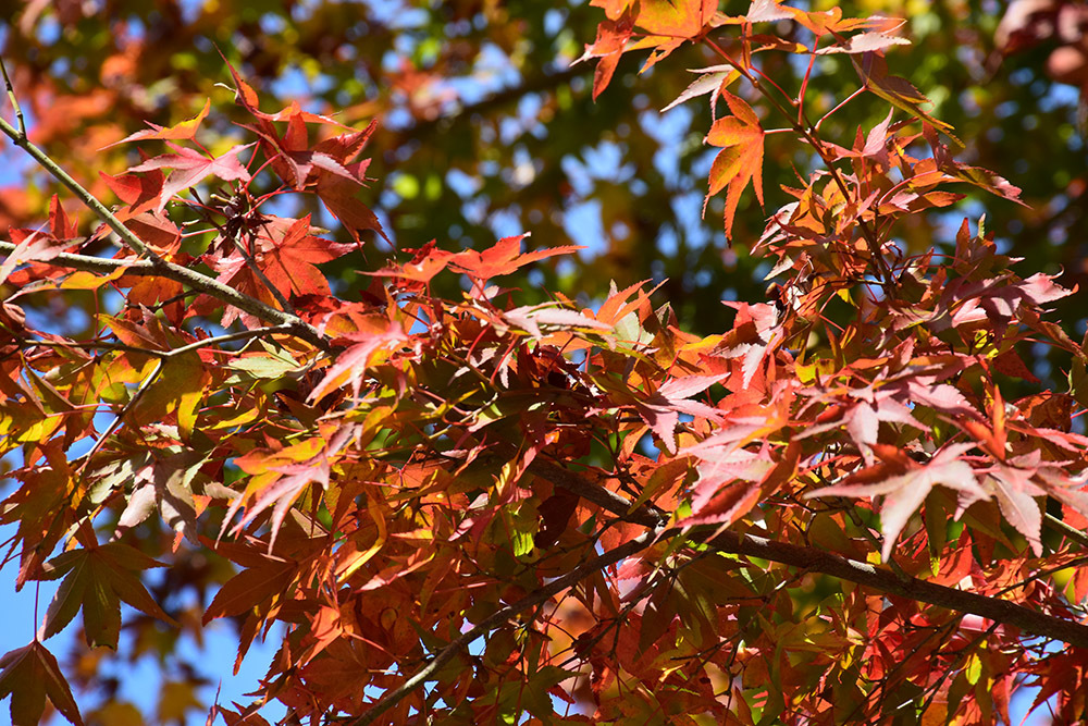 天誅組の足跡を訪ねて。 その30 「龍泉寺(天誅組菩提寺)」_e0158128_21321595.jpg
