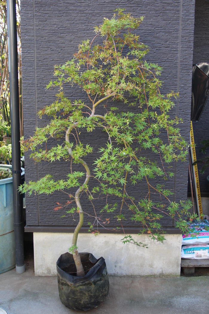 モミジ リュウセン 紅葉 流泉 美樹形 販売 価格 値段 画像 写真 植木 お問合せ商品 モミジ リュウセン 田中園 Shop Tanakaen Jp Web Magazine