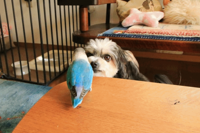 c0145250_10301772.gif