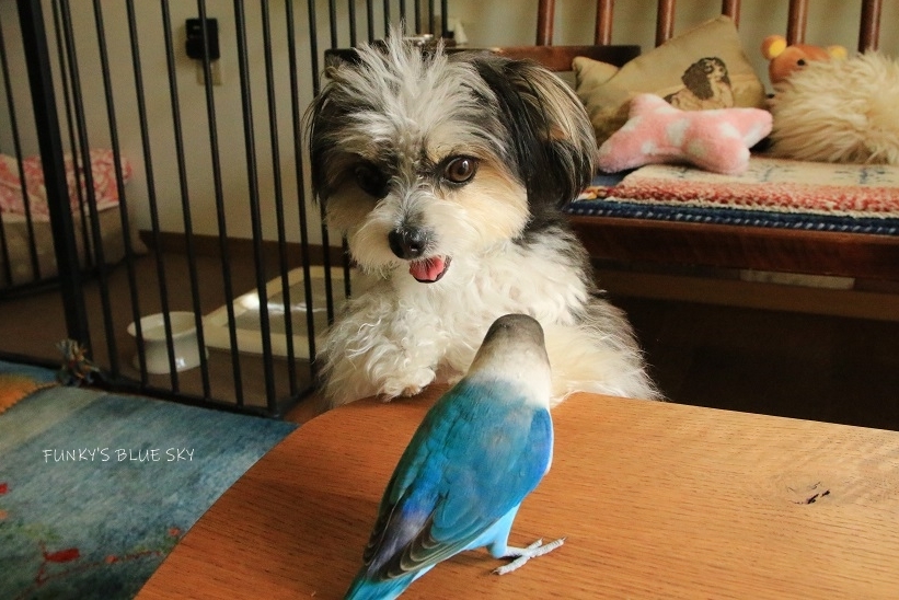 c0145250_10302652.jpg