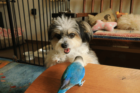 c0145250_10302762.gif