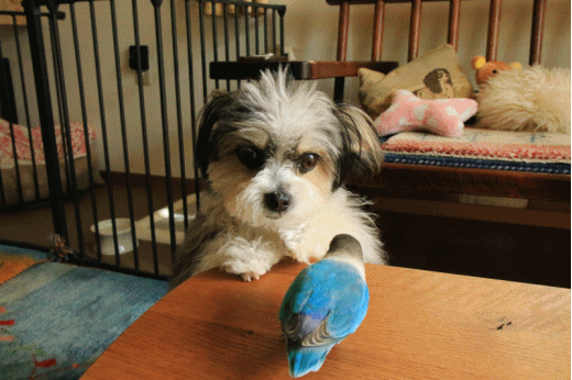 c0145250_10305923.gif