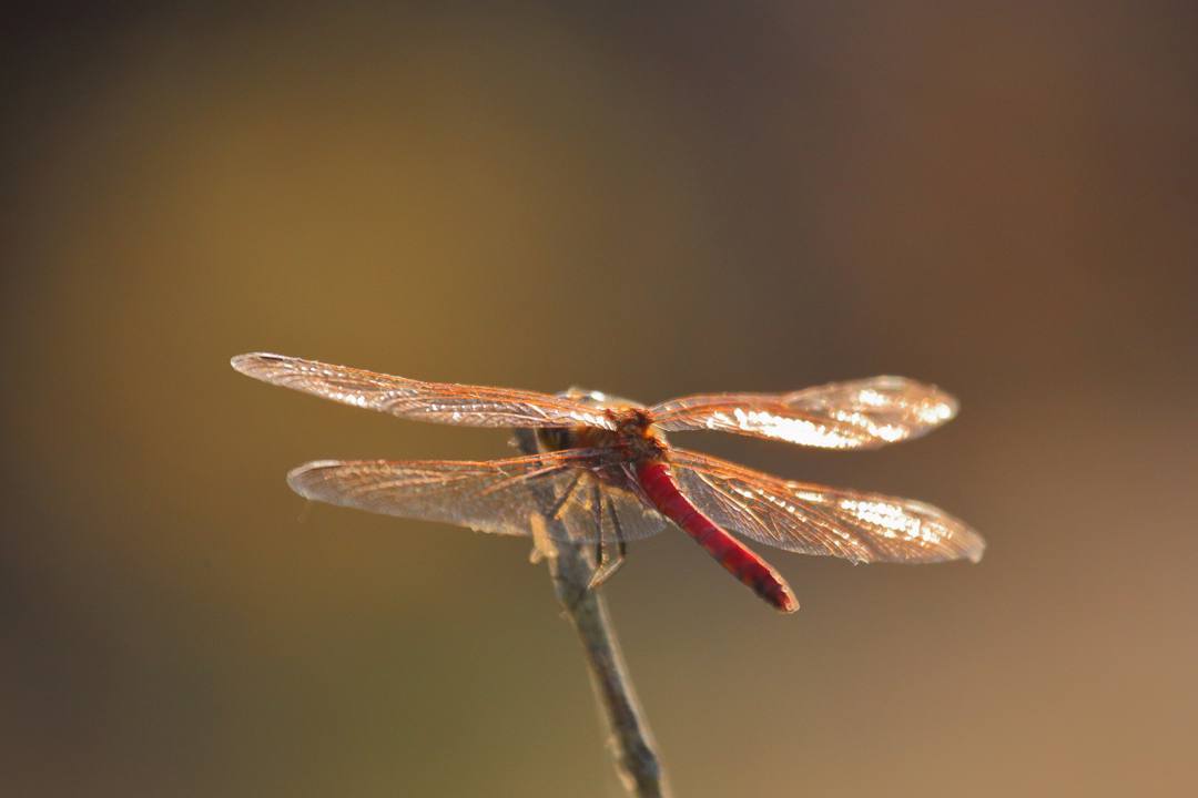 e0403850_11460909.jpg