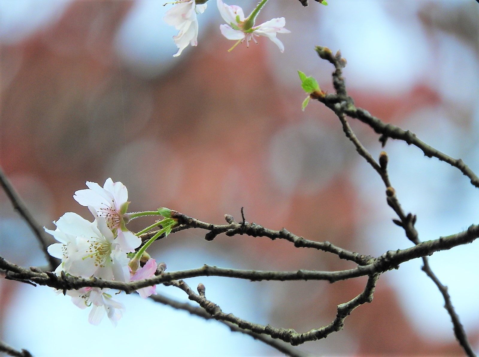 11月の 桜_e0406450_16144513.jpg