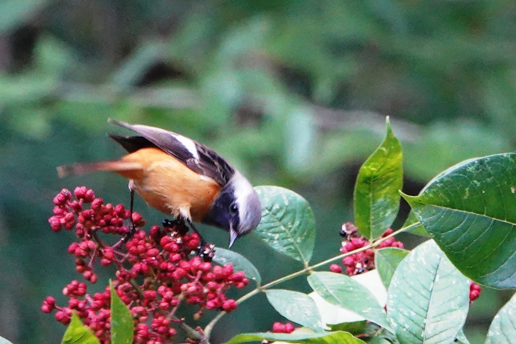 野鳥トレ　186　ムギマキ♀など_b0227552_19461499.jpg