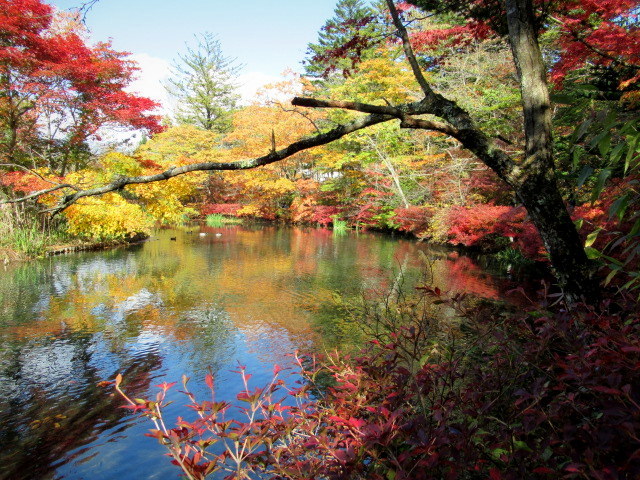 2019・軽井沢の紅葉速報④ * 10月30日の雲場池~ケラ池スケートリンクの紅葉♪_f0236260_14570066.jpg
