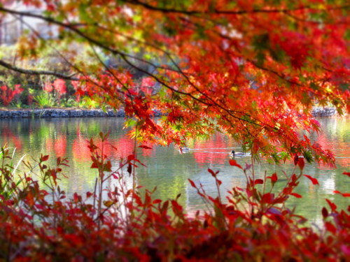 2019・軽井沢の紅葉速報④ * 10月30日の雲場池~ケラ池スケートリンクの紅葉♪_f0236260_15014082.jpg