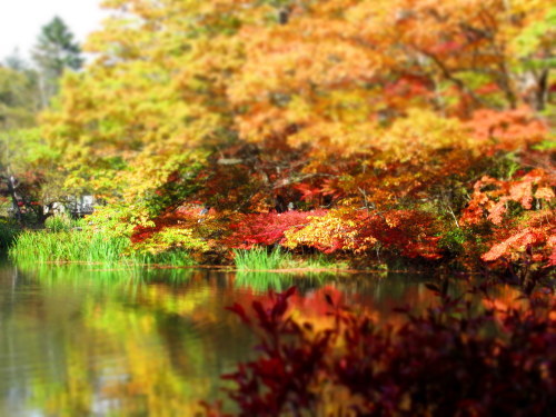 2019・軽井沢の紅葉速報④ * 10月30日の雲場池~ケラ池スケートリンクの紅葉♪_f0236260_15044525.jpg