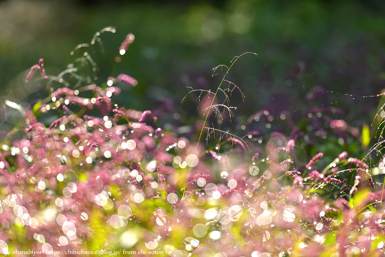 霧あがりの公園_c0319774_10003586.jpg