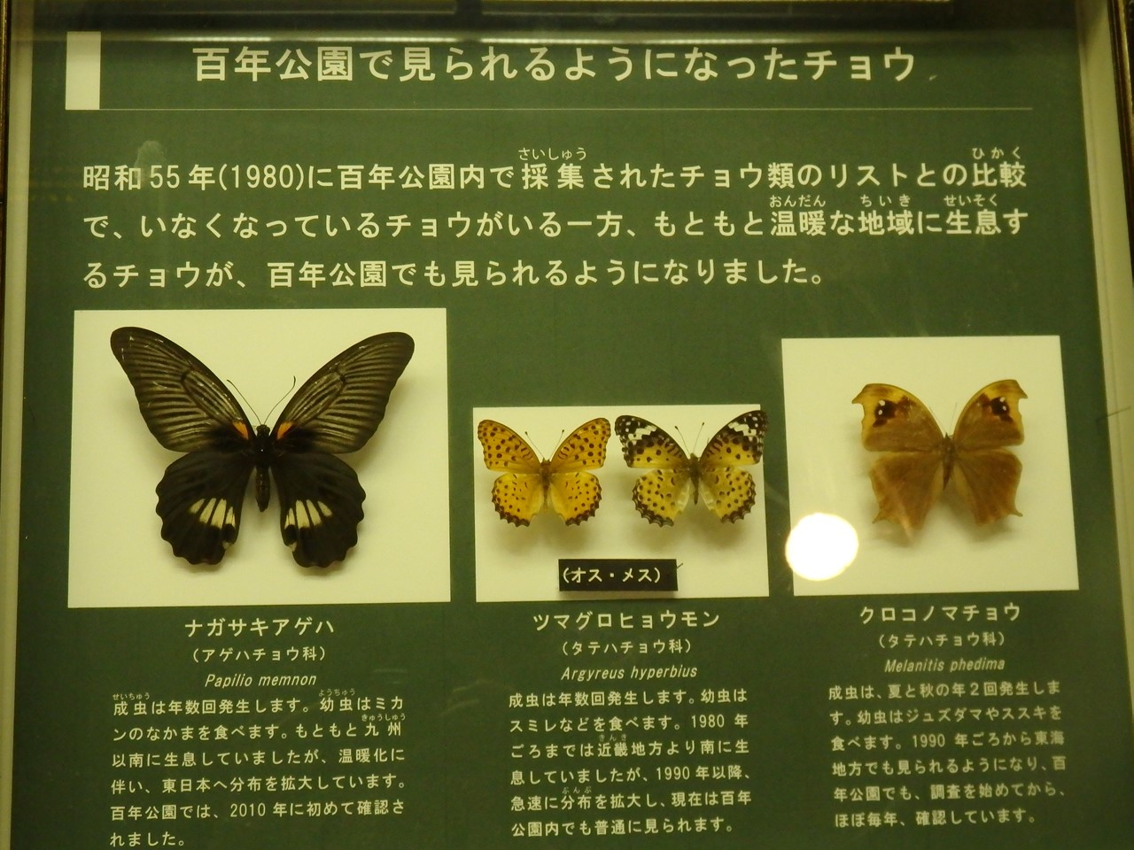 『岐阜県博物館の自然展示室～』_d0054276_20584816.jpg