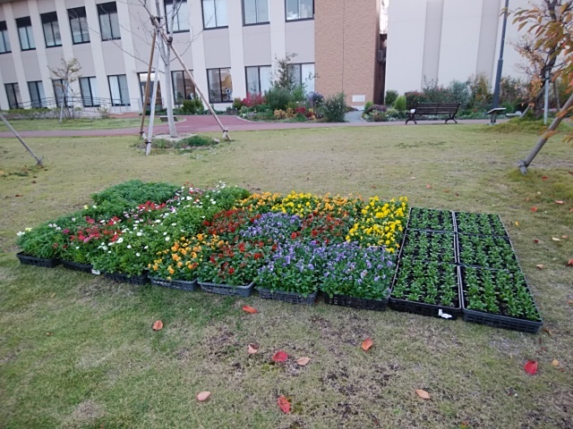 アナベル挿し木しました 病院の庭 病院の庭