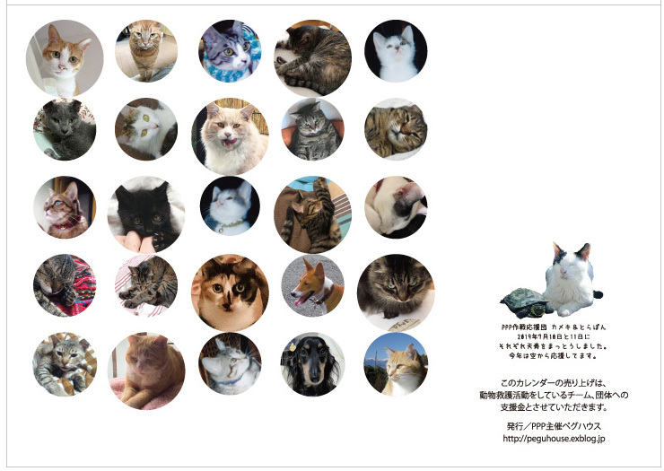 2020年の動物救護支援カレンダーできました_a0200902_17354459.jpg