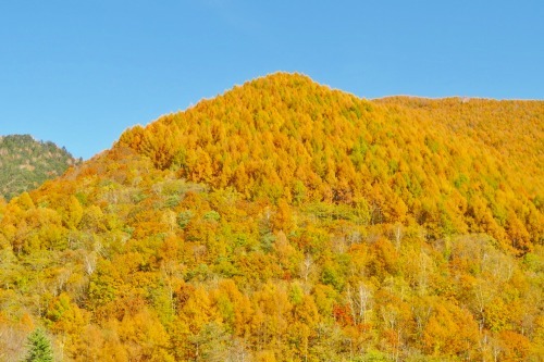 カラマツの黄金色の紅葉が美しい季節です 乗鞍高原カフェ バー スプリングバンクの日記