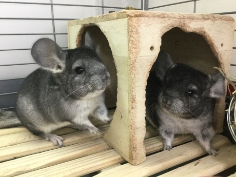 191102 チンチラ・ハムスター・インコ_f0189122_16130768.jpeg