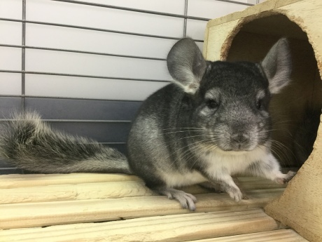 191102 チンチラ・ハムスター・インコ_f0189122_16132040.jpeg