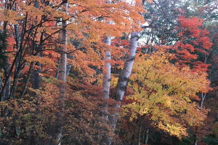 紅葉散策・・・(4200)_e0349324_22083279.jpg