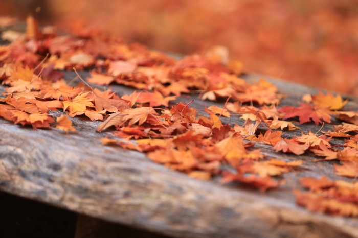 紅葉散策・・・(4200)_e0349324_22180276.jpg