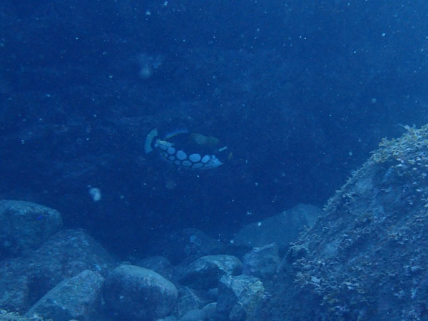 d0164831_17193180.jpg