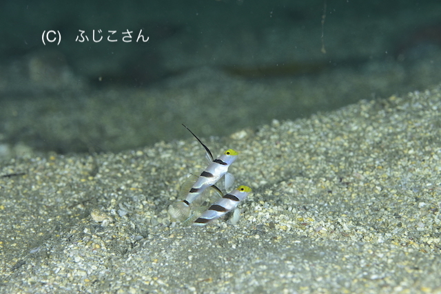 b0163039_16445514.jpg