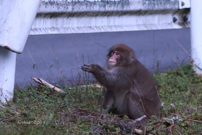 鹿沼 紅葉めぐり2019 ~古峯神社の古峯園~_e0227942_23544288.jpg