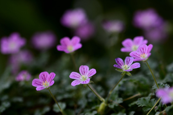 我が家の花_c0093046_16462667.jpg