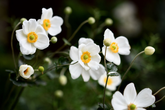 我が家の花_c0093046_16472532.jpg